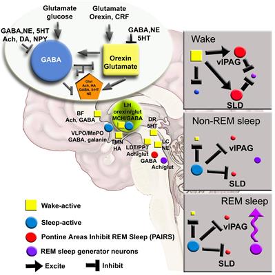 Mapping Network Activity in Sleep